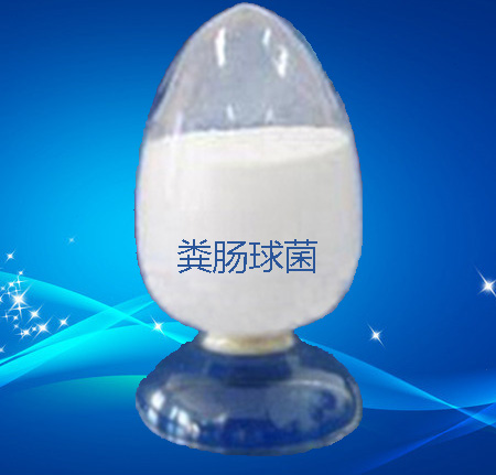 乳酸菌、糞腸球菌、乳酶生圖片/乳酸菌、糞腸球菌、乳酶生樣板圖 (3)