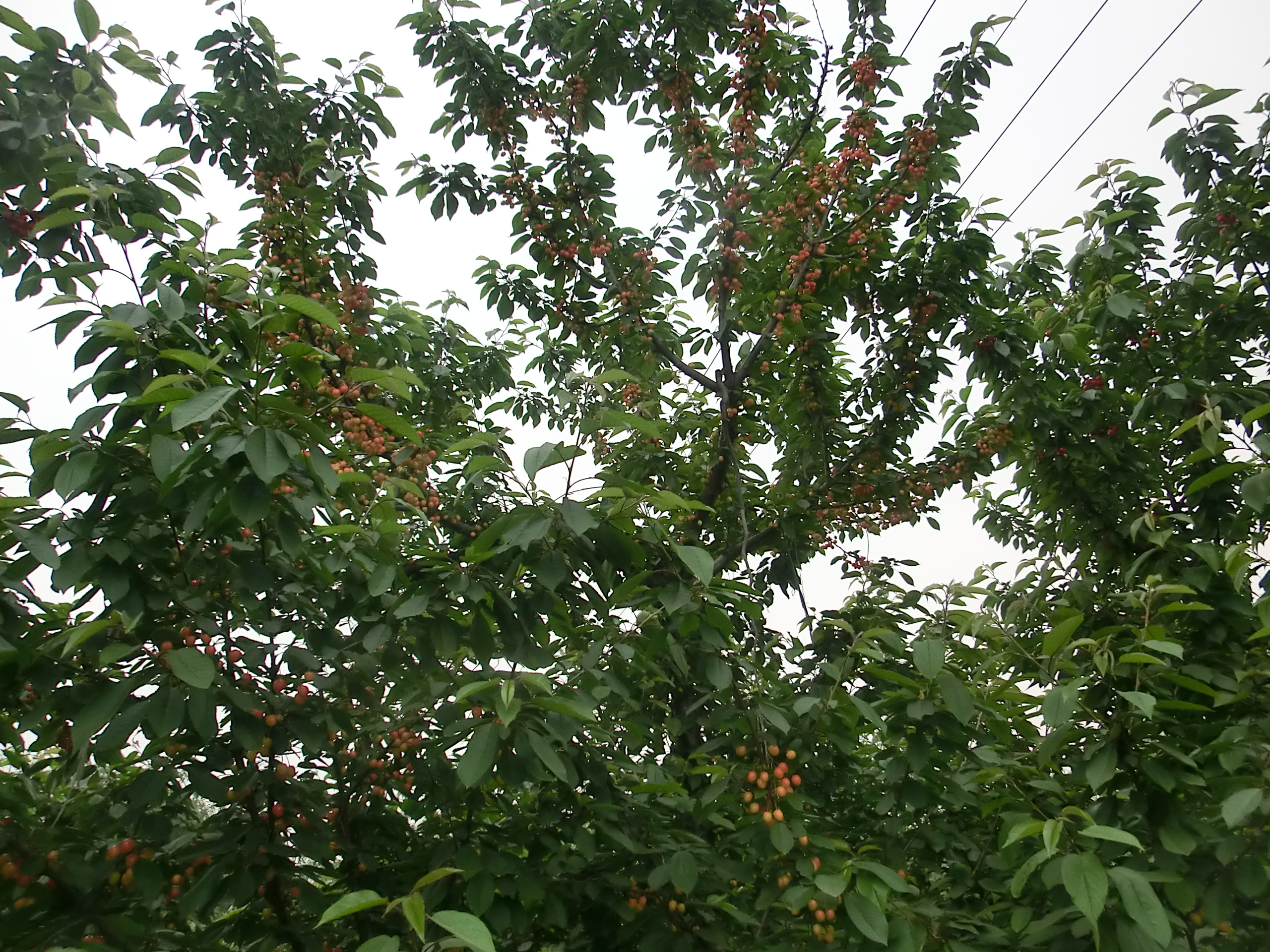 供应大樱桃树 樱桃树的种植管理 河北樱桃树