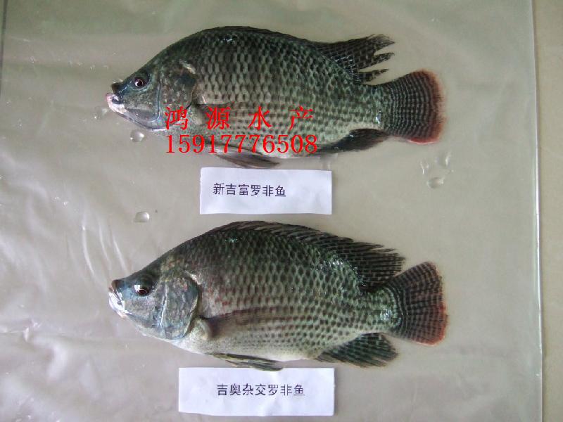 羅非魚苗圖片/羅非魚苗樣板圖 (2)