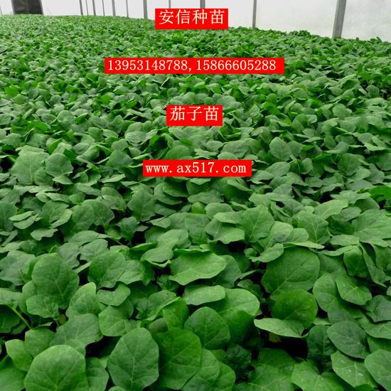 嫁接茄子苗圖片