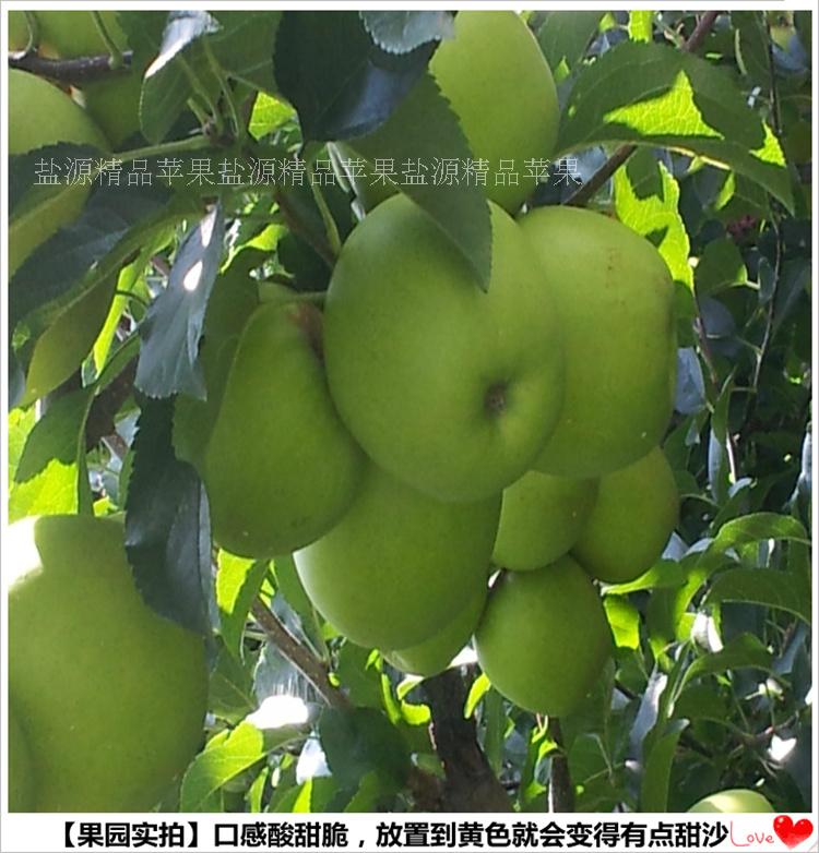四川鹽源金帥蘋果 香甜脆氣味香醇圖片