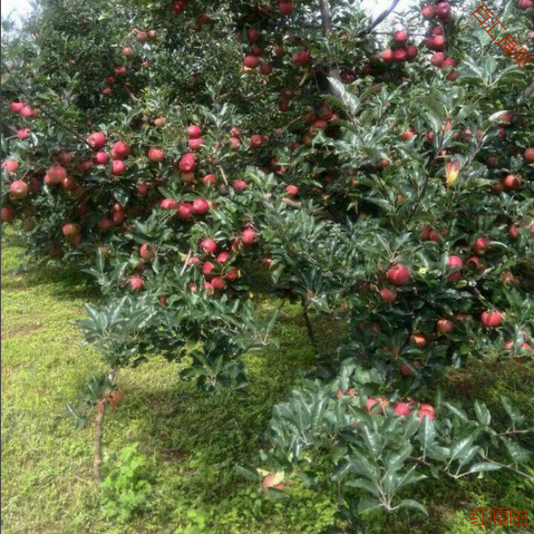 大凉山盐源苹果 红嘎啦苹果