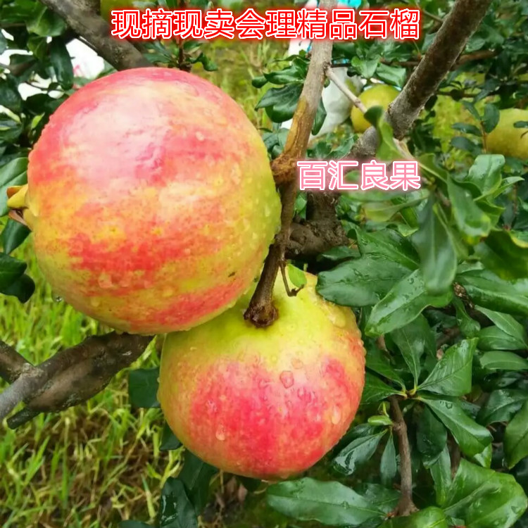 百匯良果 四川特產(chǎn)會理軟籽石榴新鮮水果包郵