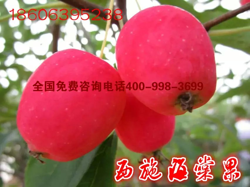 山東臨沂綠化苗木生產(chǎn)商圖片