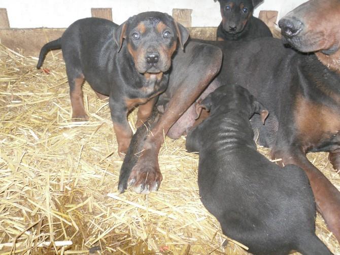 成年格力犬价格 格力犬幼犬价格图片