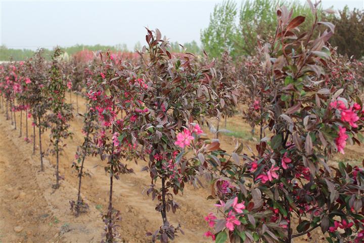 天源北美海棠批发,物美价廉图片