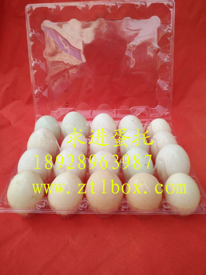 鴨蛋托批發(fā)圖片