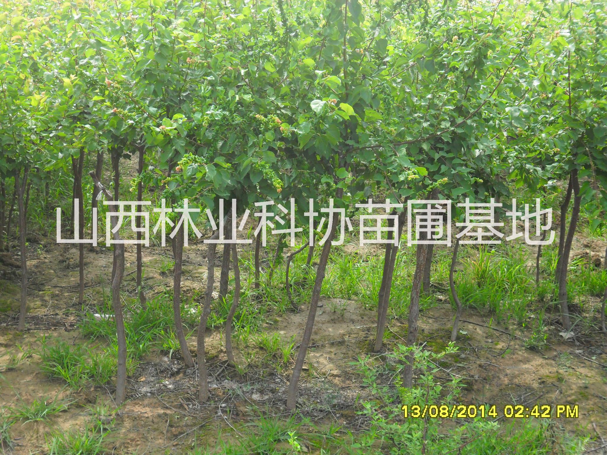 供應(yīng)杏樹山西3-5公分杏樹基地5-8公分杏樹價格