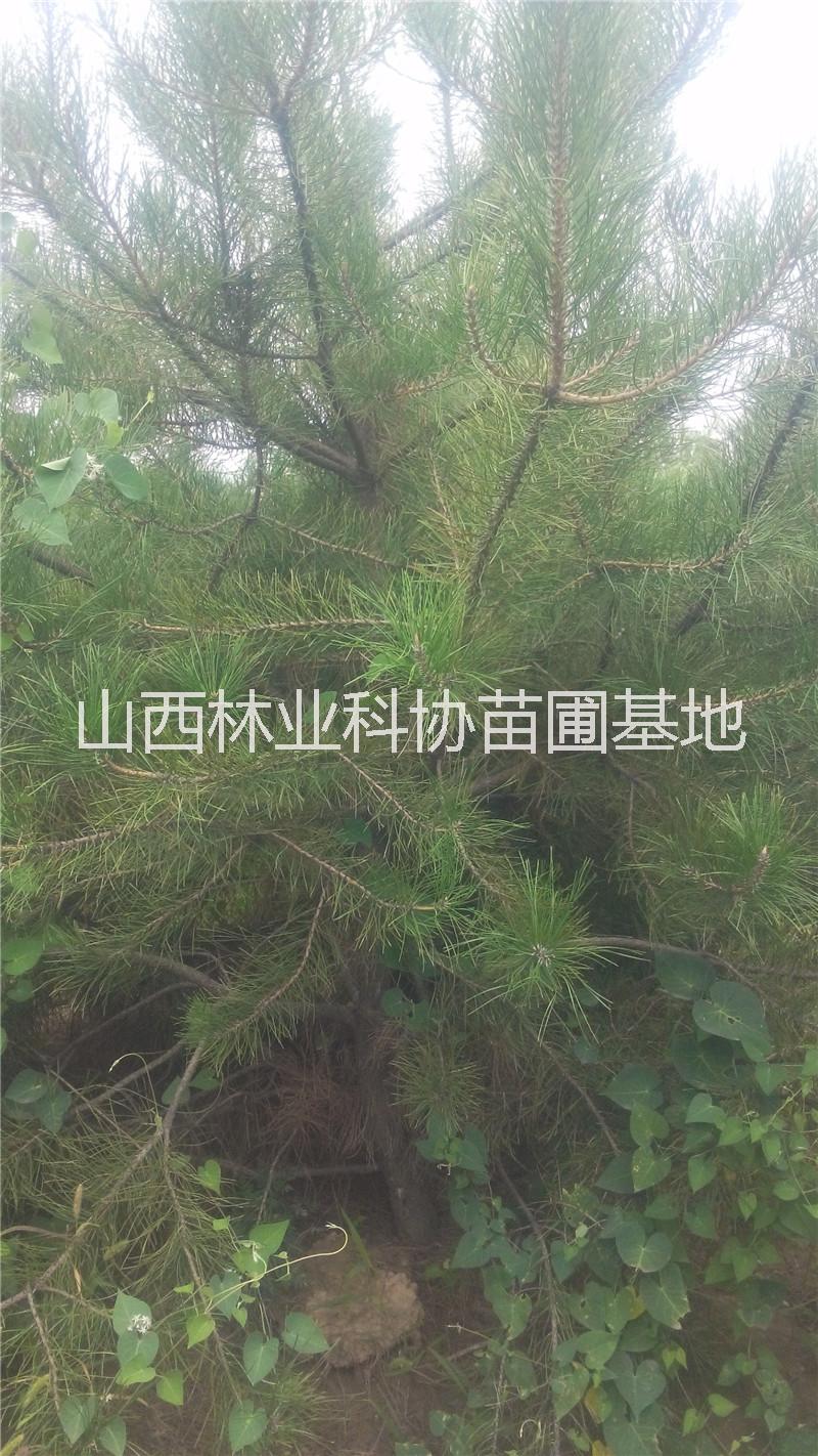 松樹(shù)苗圖片/松樹(shù)苗樣板圖 (3)