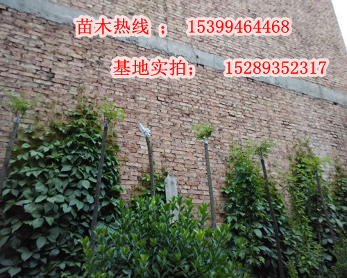 供應(yīng)爬山虎、遮蔭護(hù)坡攀藤爬山虎、大量降價批發(fā)爬山虎樹苗