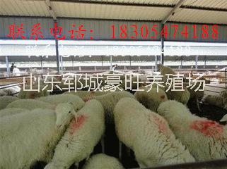 吉林省肉羊出售圖片/吉林省肉羊出售樣板圖 (2)