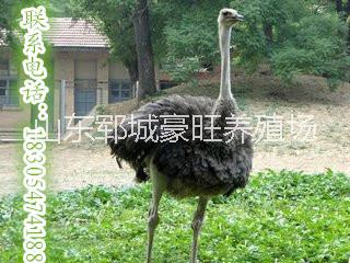 賺錢致富養(yǎng)鴕鳥圖片/賺錢致富養(yǎng)鴕鳥樣板圖 (3)