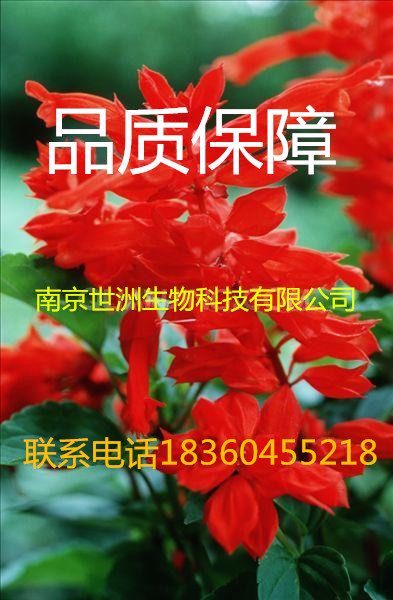 供应丹酚酸A ,纯天然优质植提，医药保健品原料