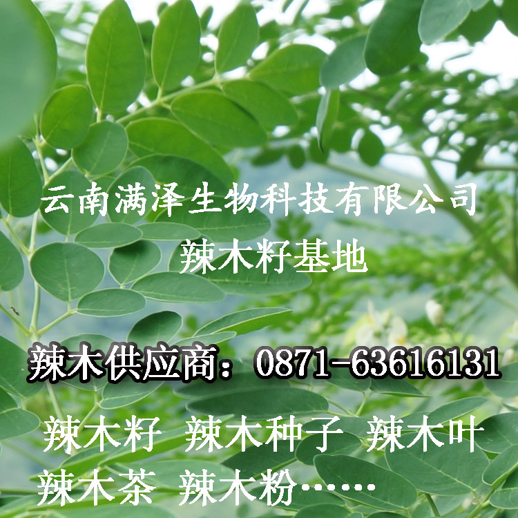 黑龙江辣木茶图片