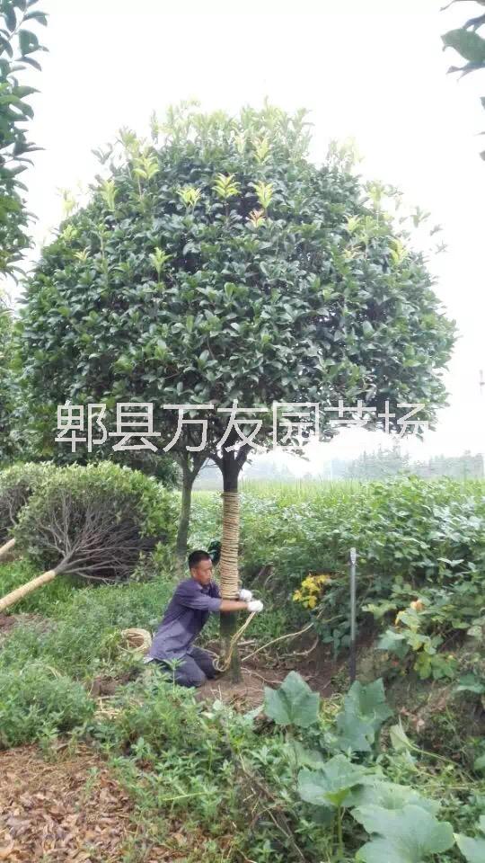 供應(yīng)成都桂花/成都桂花批發(fā)/成都高桿桂花基地/高桿桂花價(jià)格