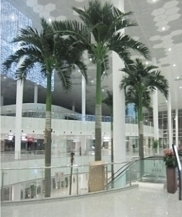 仿真大王椰樹(shù)圖片