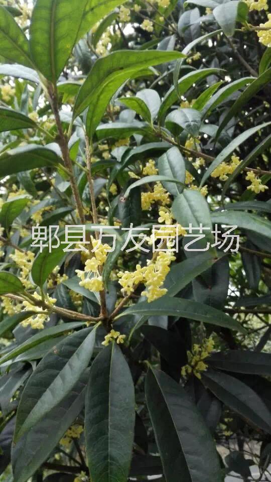 桂花基地圖片/桂花基地樣板圖 (4)