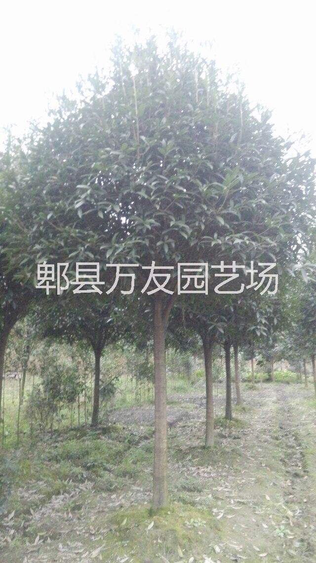 高分枝桂花圖片/高分枝桂花樣板圖 (3)