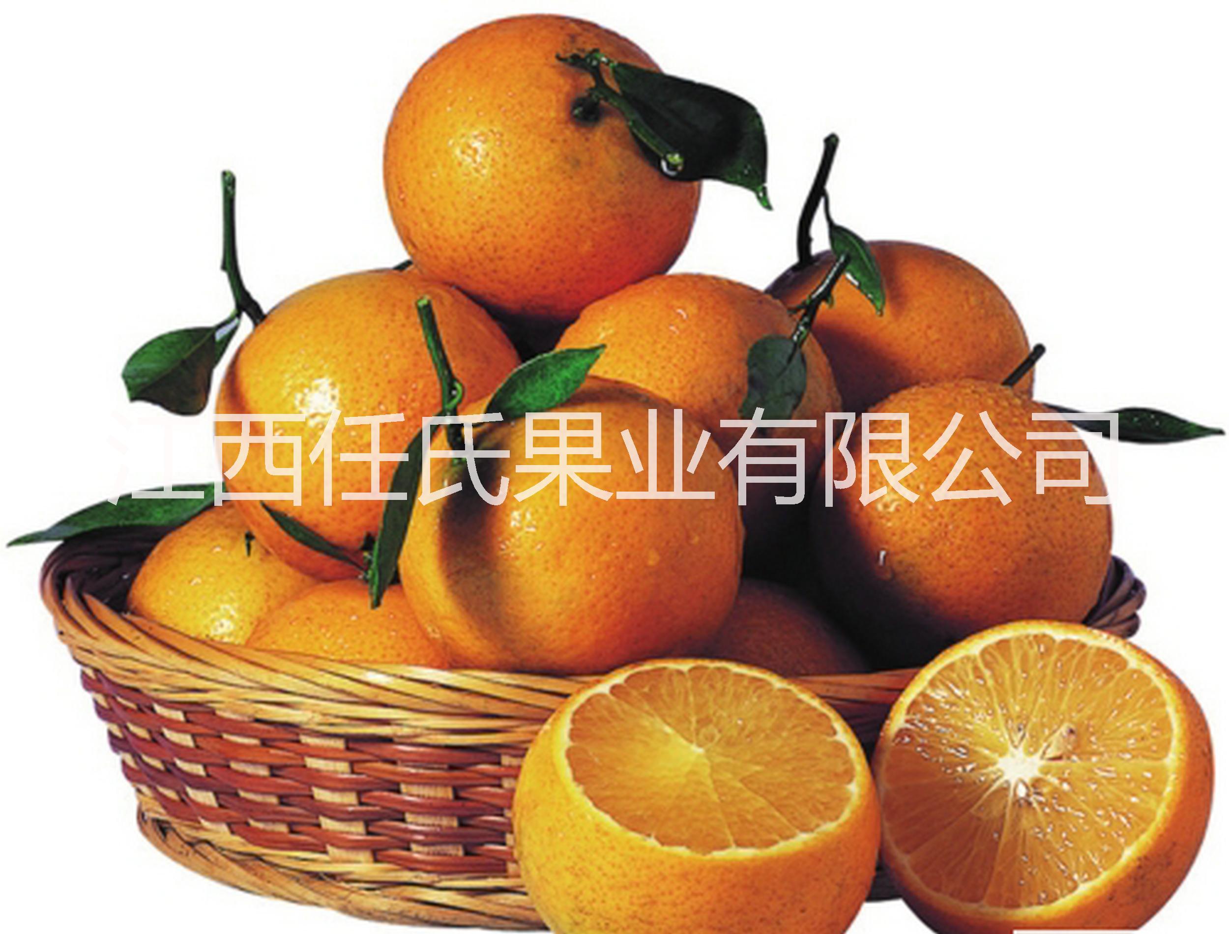 柑苗圖片/柑苗樣板圖 (4)