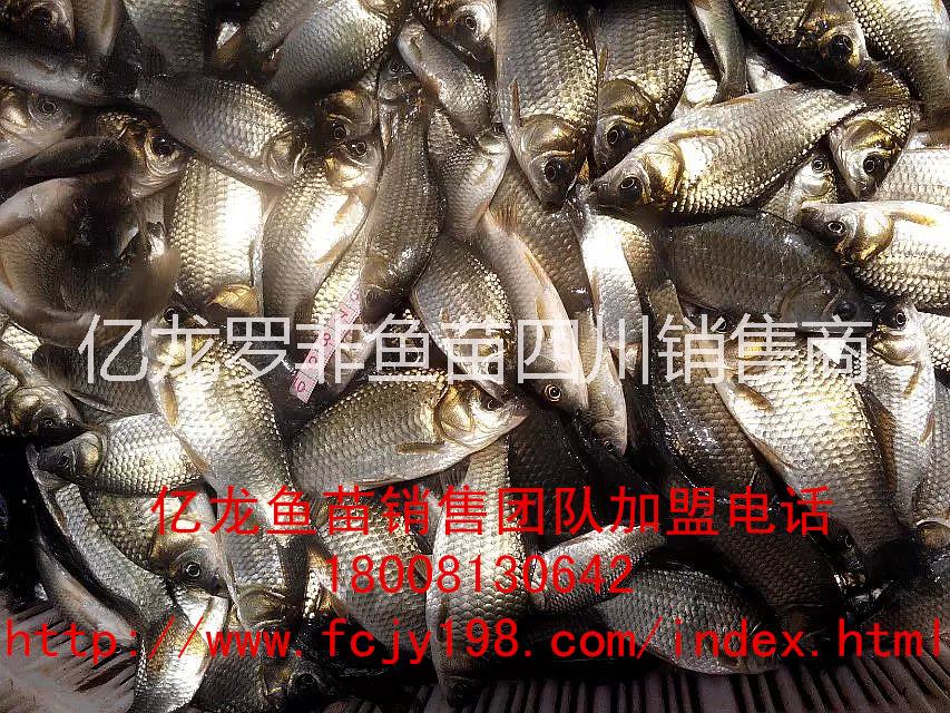 鯽魚苗圖片/鯽魚苗樣板圖 (1)