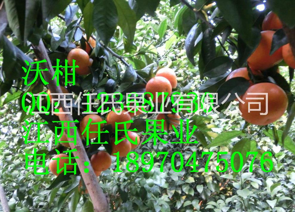 柑苗圖片/柑苗樣板圖 (2)