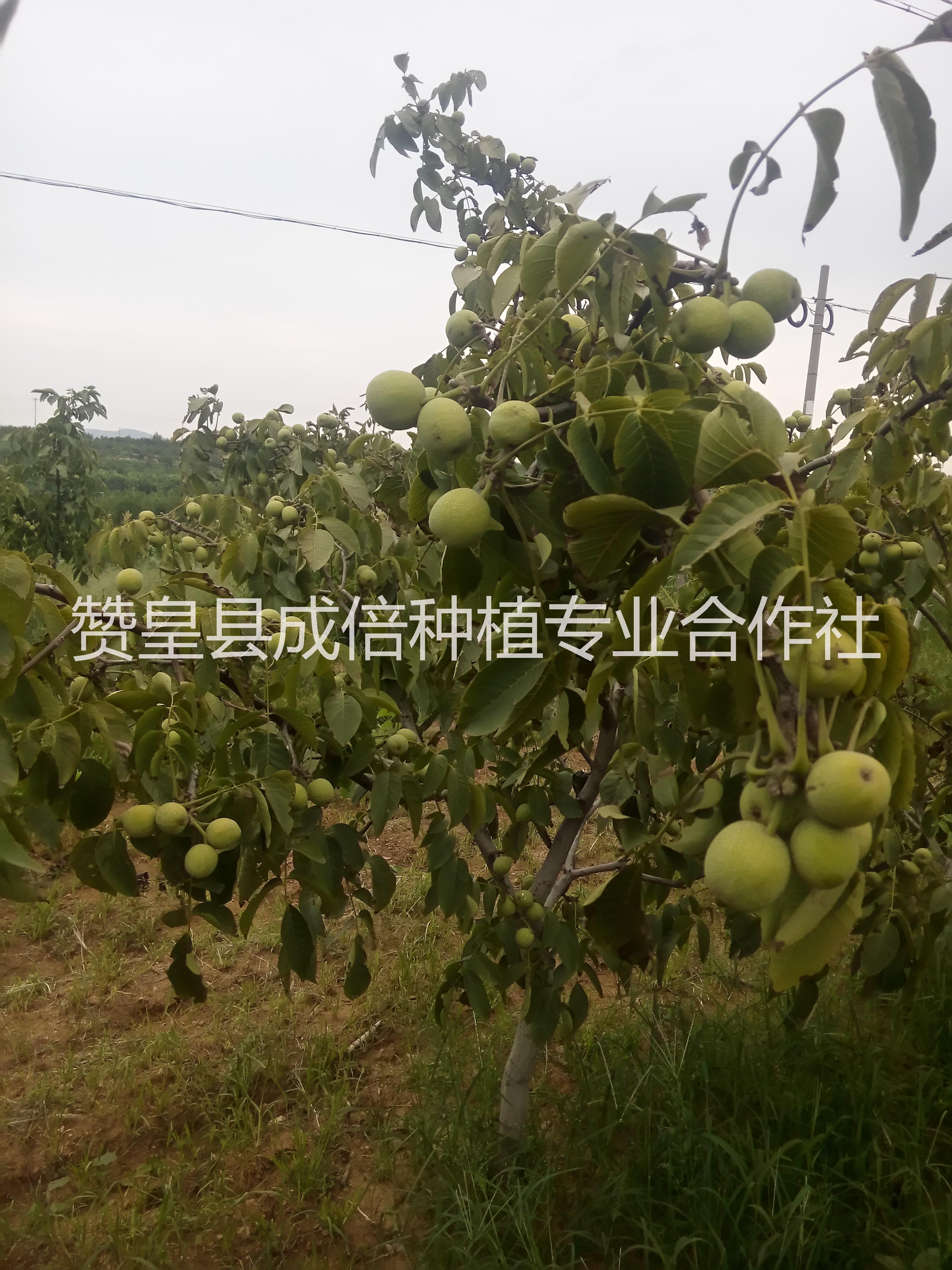 核桃樹苗圖片/核桃樹苗樣板圖 (1)