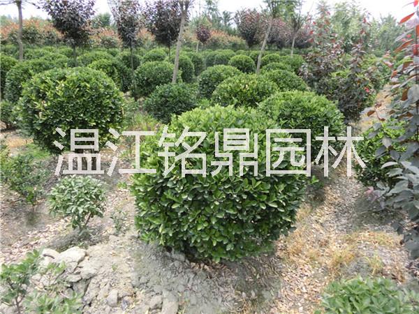 萬年青圖片/萬年青樣板圖 (2)