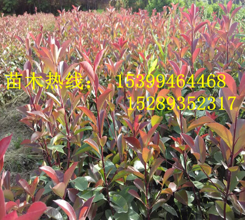 紅葉石楠圖片/紅葉石楠樣板圖 (4)