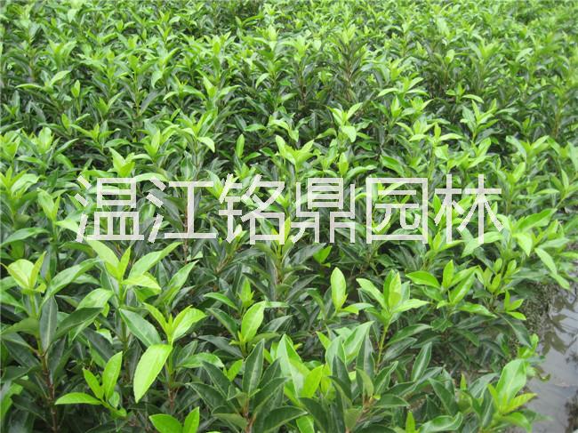 法國冬青圖片/法國冬青樣板圖 (3)