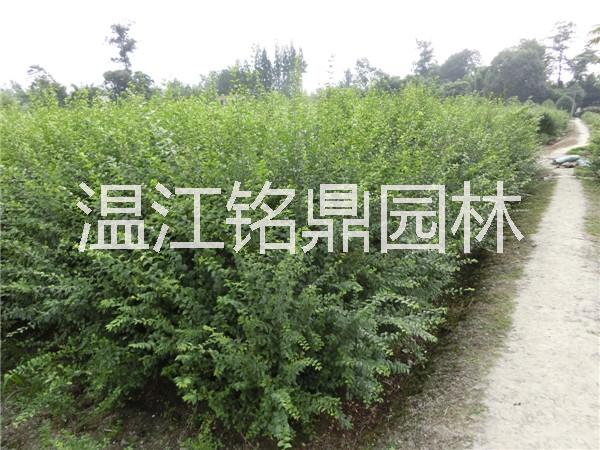 四川小葉女貞/小葉女貞批發(fā)價(jià)格圖片/四川小葉女貞/小葉女貞批發(fā)價(jià)格樣板圖 (4)