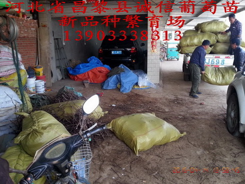 葡萄苗圖片/葡萄苗樣板圖 (4)