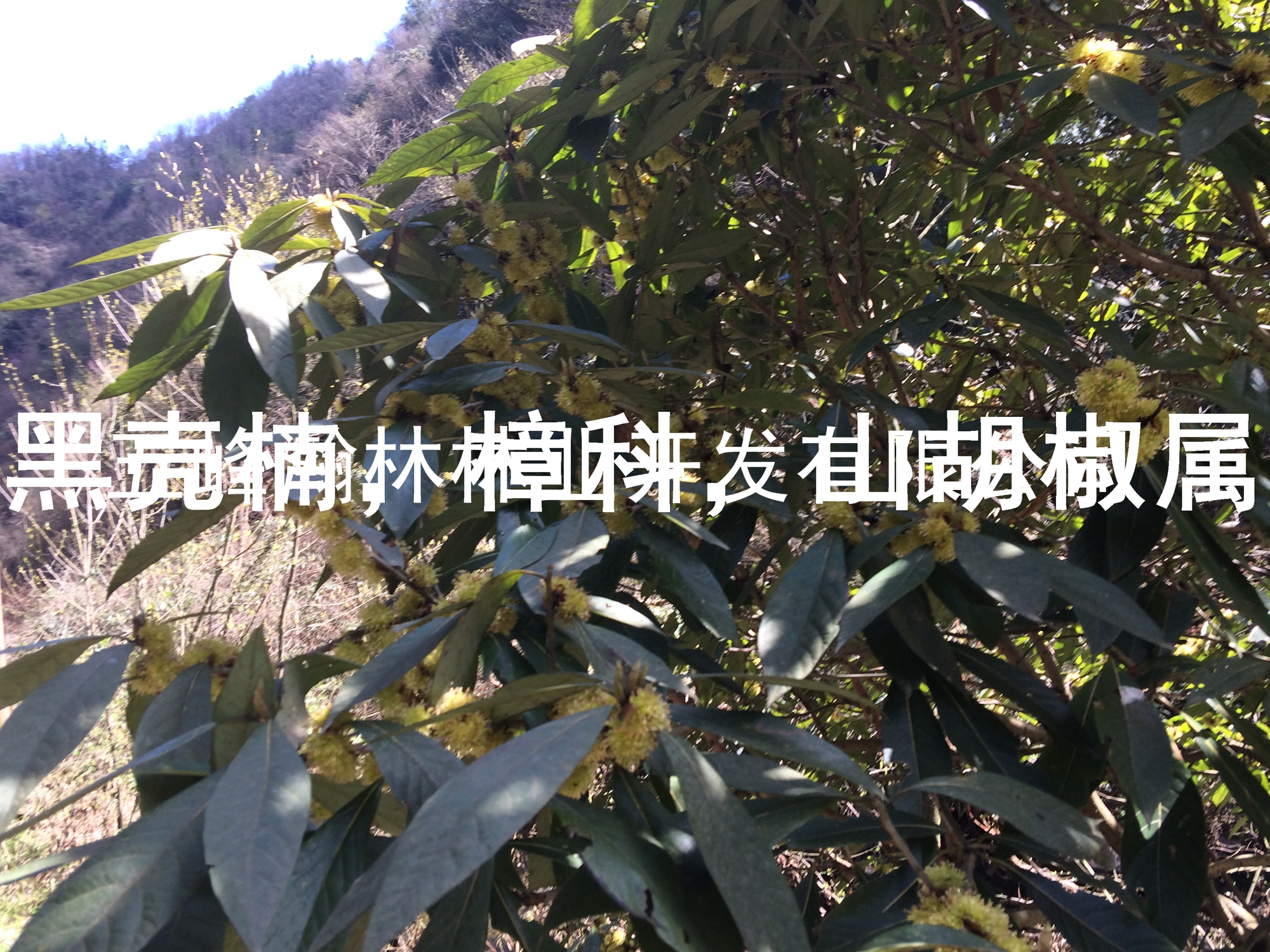 黑殼楠苗圖片/黑殼楠苗樣板圖 (3)