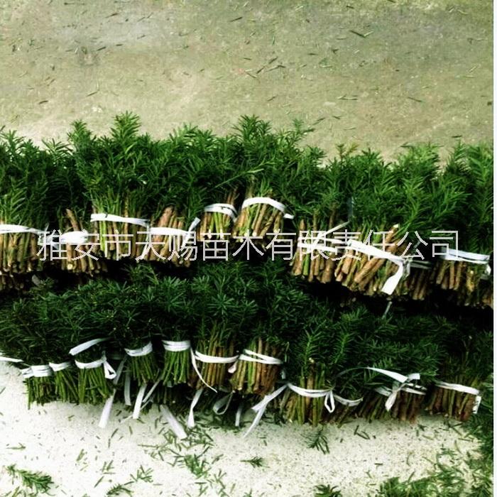 曼地亞紅豆杉圖片/曼地亞紅豆杉樣板圖 (1)