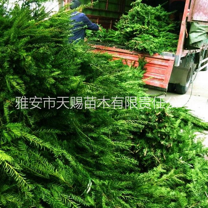 曼地亞紅豆杉圖片/曼地亞紅豆杉樣板圖 (4)