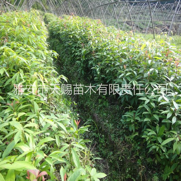 雅安金絲楠、楨楠種子、小苗、杯苗圖片/雅安金絲楠、楨楠種子、小苗、杯苗樣板圖 (3)