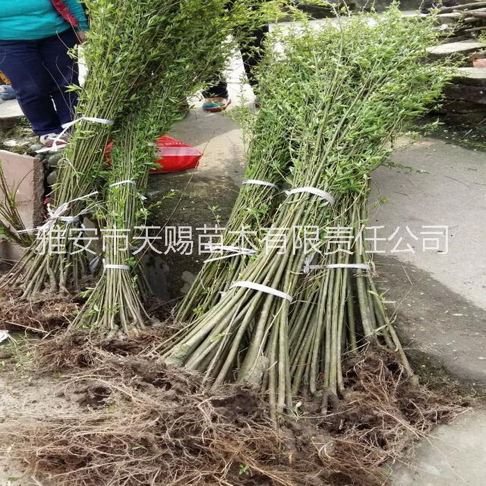 供应珙桐竹柳香樟相思红豆紫薇金花茶苗