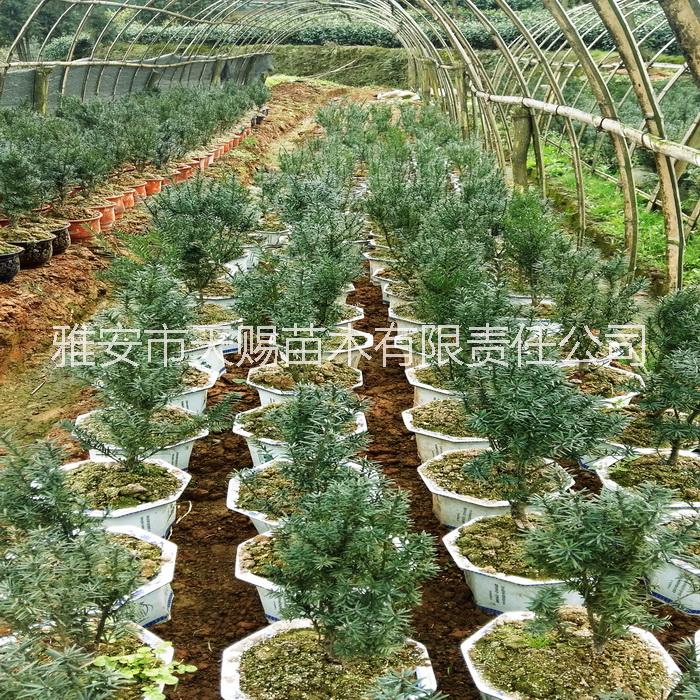 供应用于净化空气|南方红豆杉|室内绿植的曼地亚南方红豆杉盆景批发基地直销图片