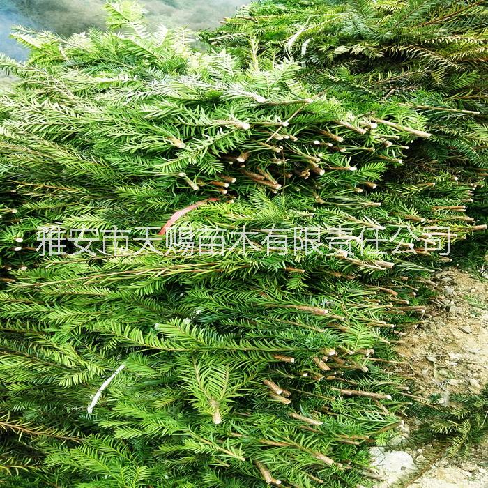 四川曼地亞紅豆杉枝條 紫科枝條圖片
