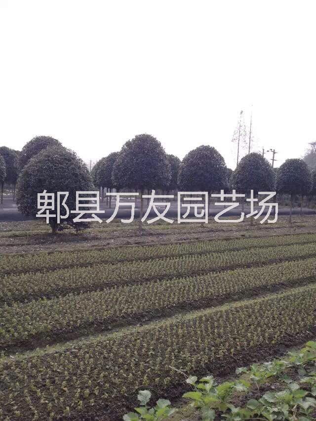 成都高桿桂花圖片/成都高桿桂花樣板圖 (3)