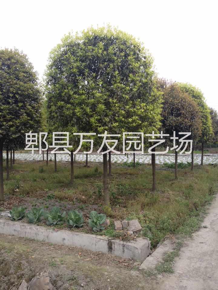 成都高桿桂花圖片/成都高桿桂花樣板圖 (2)