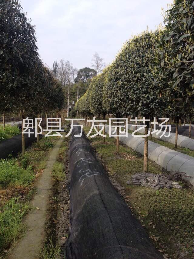 成都高桿桂花批發(fā)基地/四川桂花圖片
