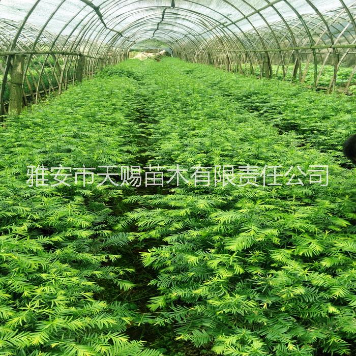 供应用于净化空气|南方红豆杉|室内绿植的低价供应南方红豆杉小苗 杯苗 盆景