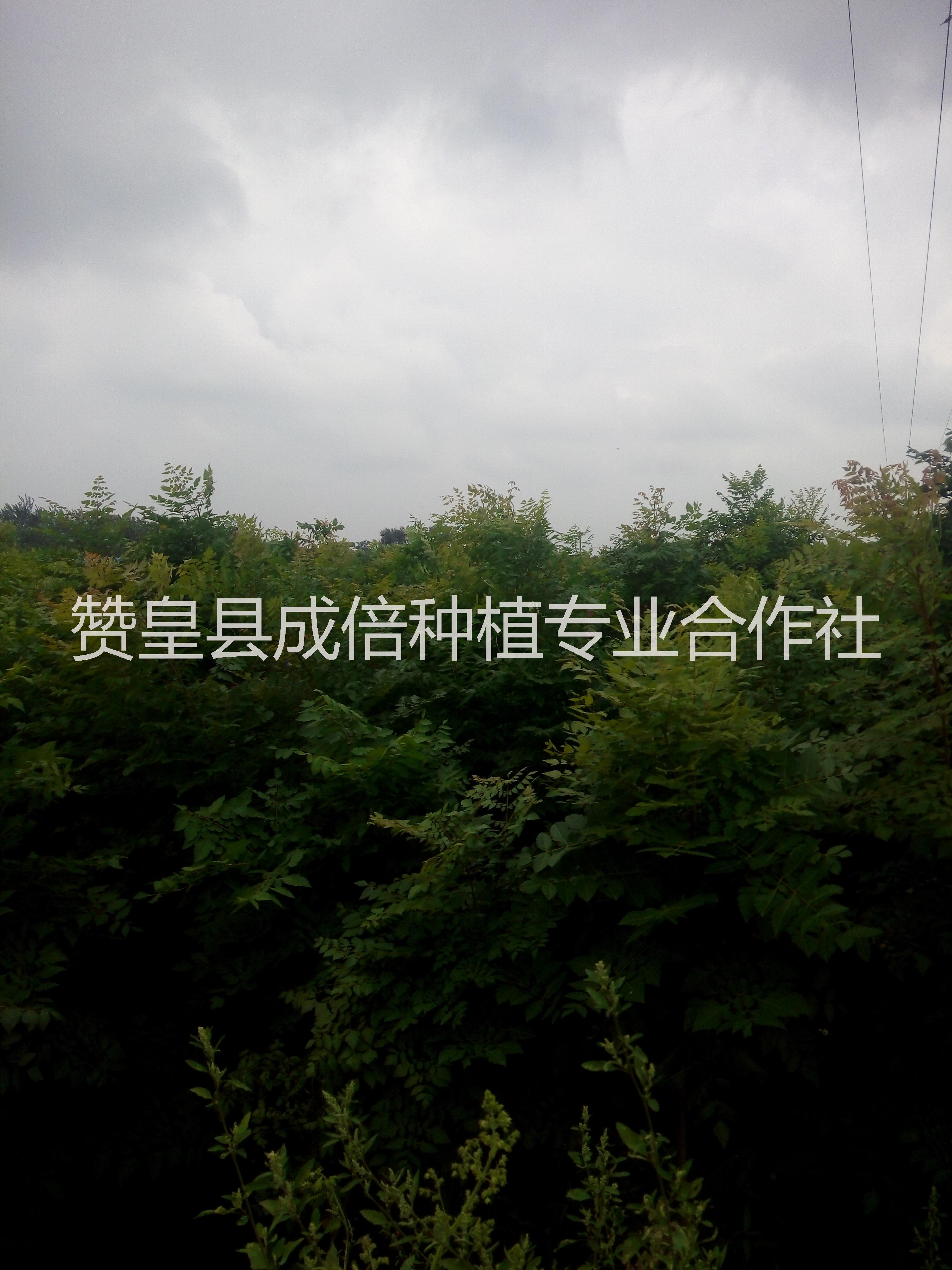 供應(yīng)綠化苗木欒樹 華北綠化苗木 多年生欒樹