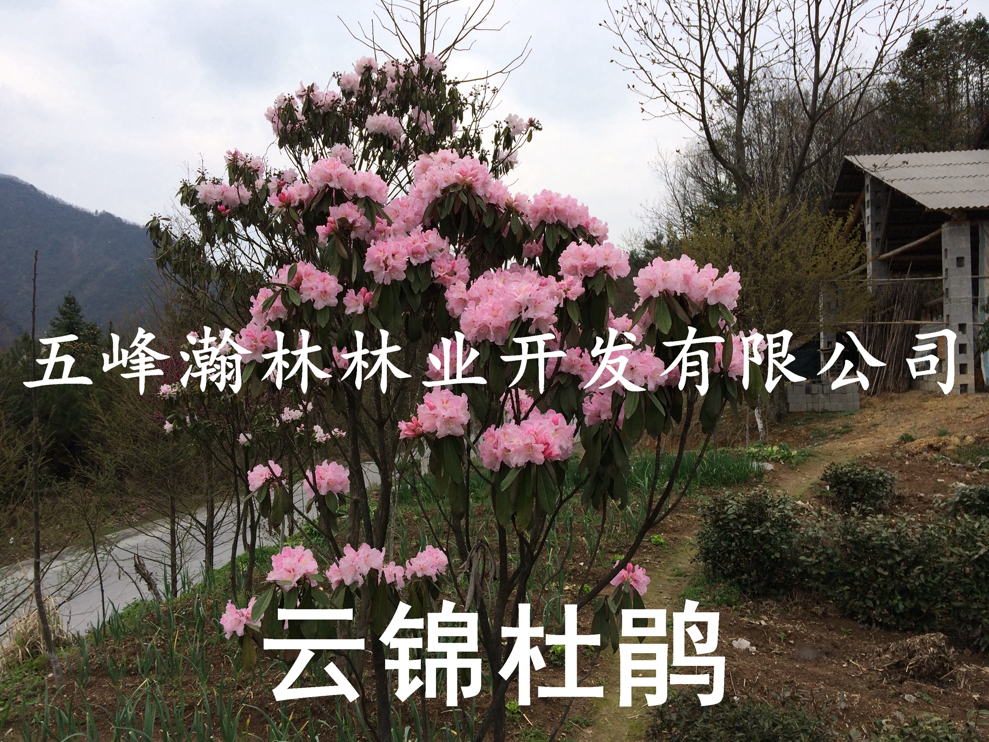 杜鵑圖片/杜鵑樣板圖 (1)