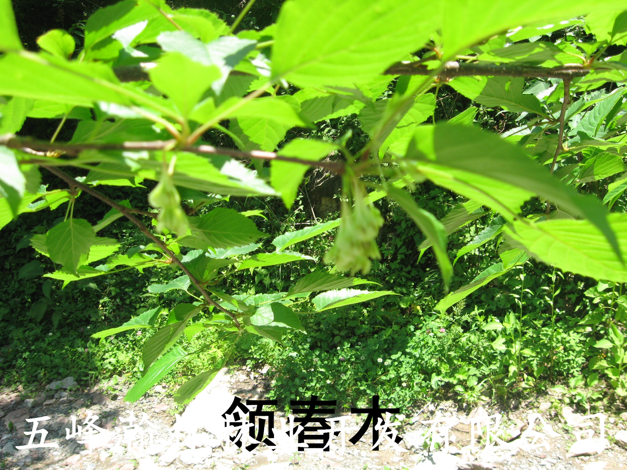 珍稀樹種領(lǐng)春木苗圖片/珍稀樹種領(lǐng)春木苗樣板圖 (4)
