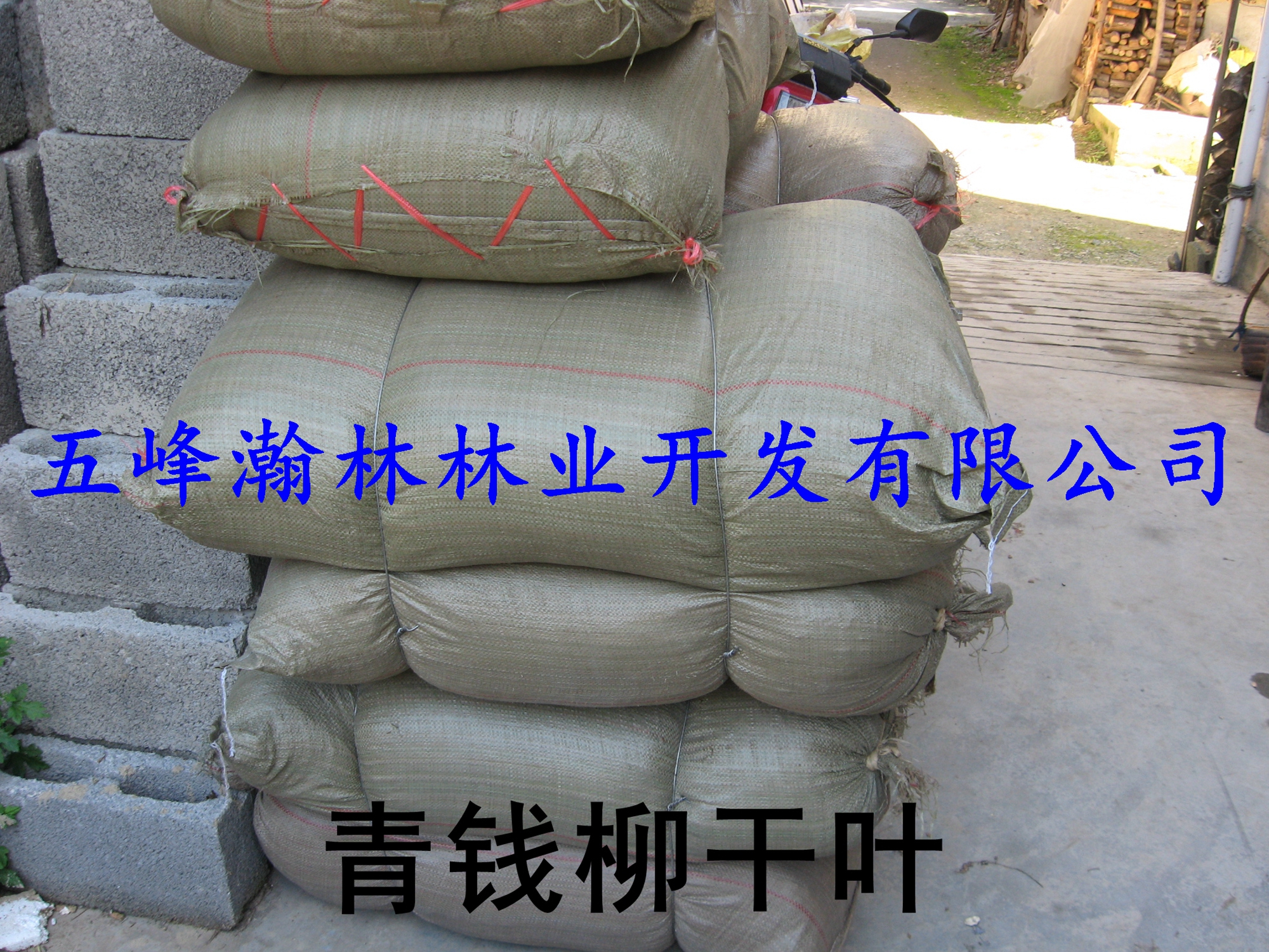 治療高血脂藥物青錢柳葉圖片/治療高血脂藥物青錢柳葉樣板圖 (4)