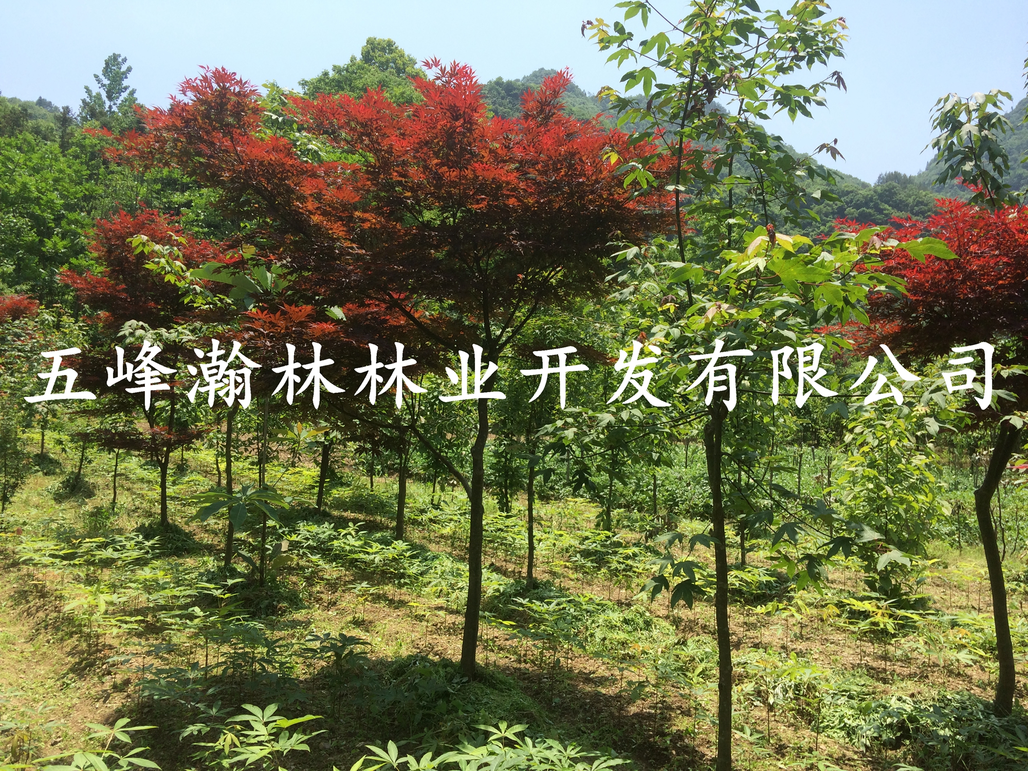 日本紅楓大苗圖片/日本紅楓大苗樣板圖 (3)