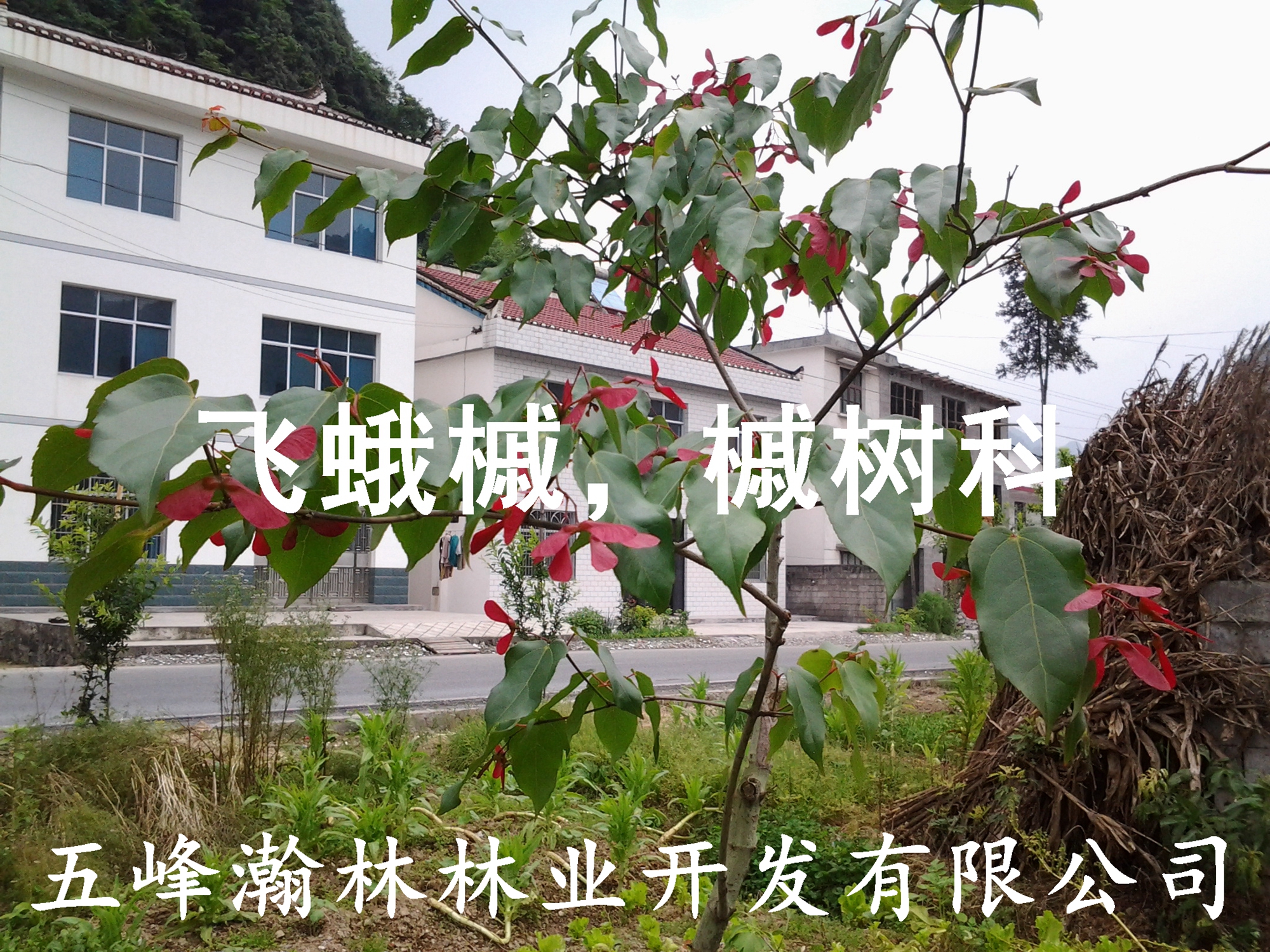 供應(yīng)槭樹科槭屬飛蛾槭苗