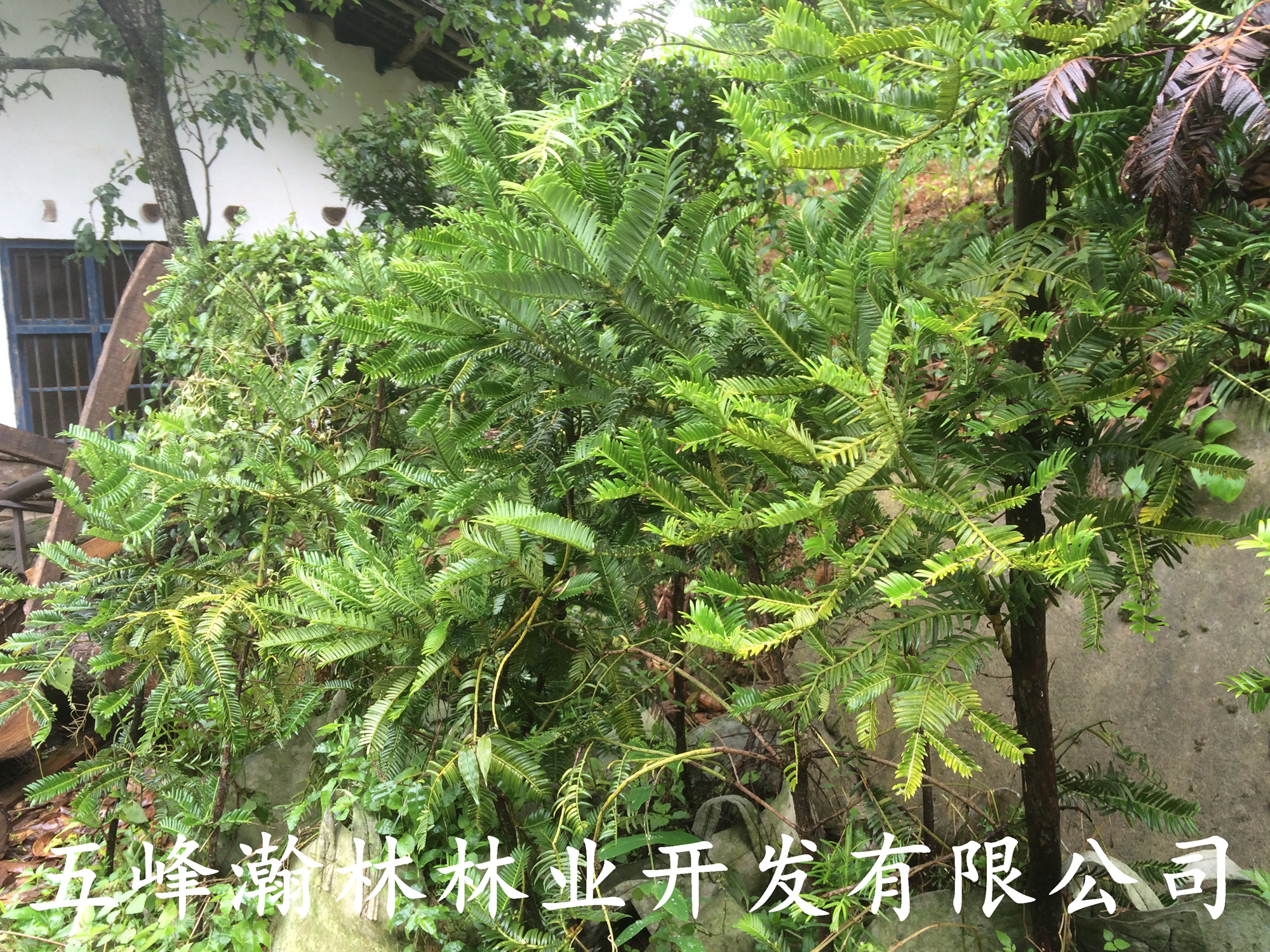蓖子三尖杉苗圖片/蓖子三尖杉苗樣板圖 (2)