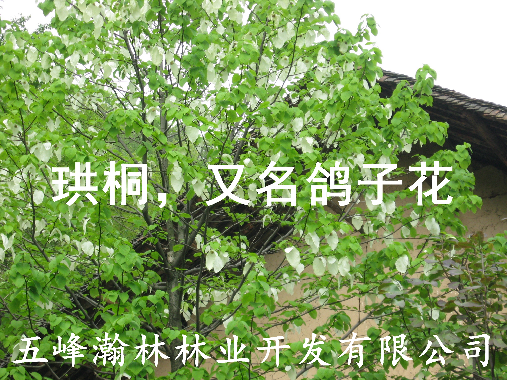 供應(yīng)鴿子花大苗